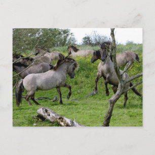 cartão postal de garanhões lutando