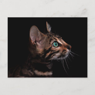 cartão postal de gatinho