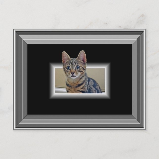 CARTÃO POSTAL DE GATINHO 3D (Frente)