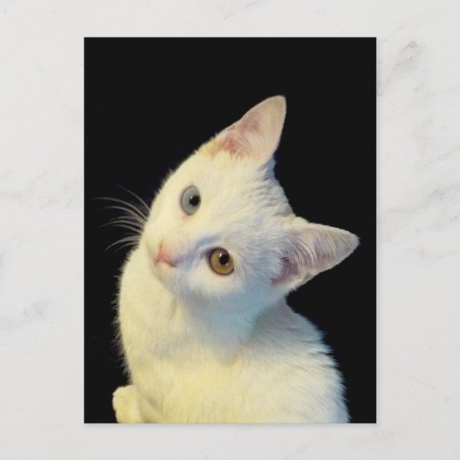 Cartão postal de gatinho branco fofo da Van Turca (Frente)