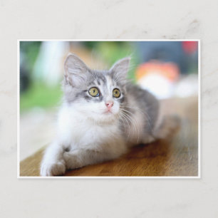 Cartão postal de gatinho cinza e branco fofo