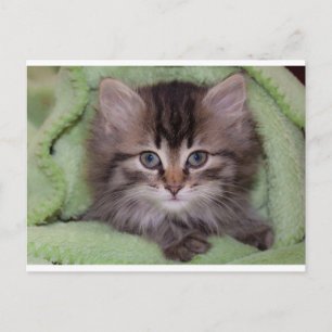Cartão postal de gatinho cinza fofo em cobertor ve