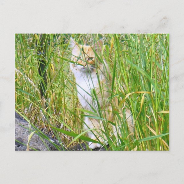 Cartão postal de gatinho de espiã-a-boo (Frente)