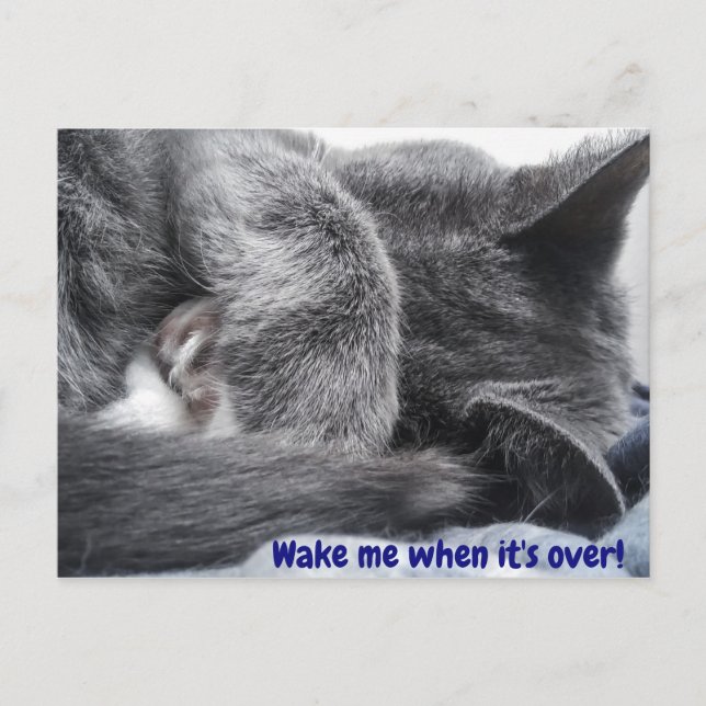 Cartão postal de gatinho enrolado (Frente)