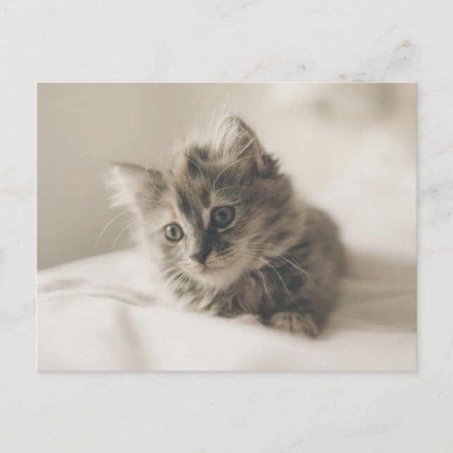 Cartão postal de gatinho fofo (Frente)