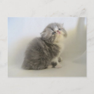 Cartão postal de gatinho persa lindo