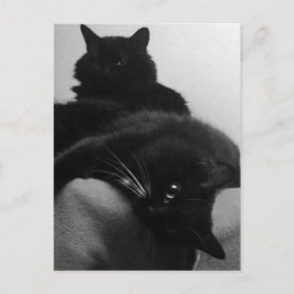 Cartão postal de Gatinhos de Emergência
