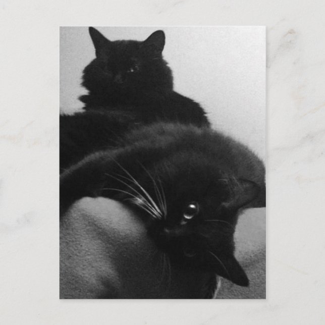 Cartão postal de Gatinhos de Emergência (Frente)