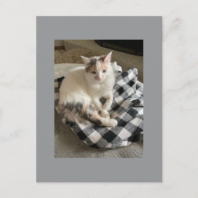 Cartão postal de gato (Frente)