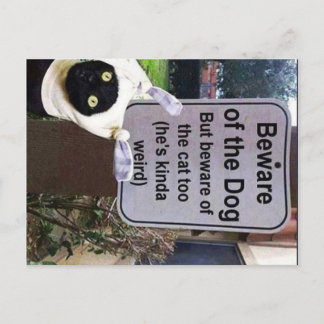 cartão postal de gato