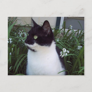 cartão postal de gato