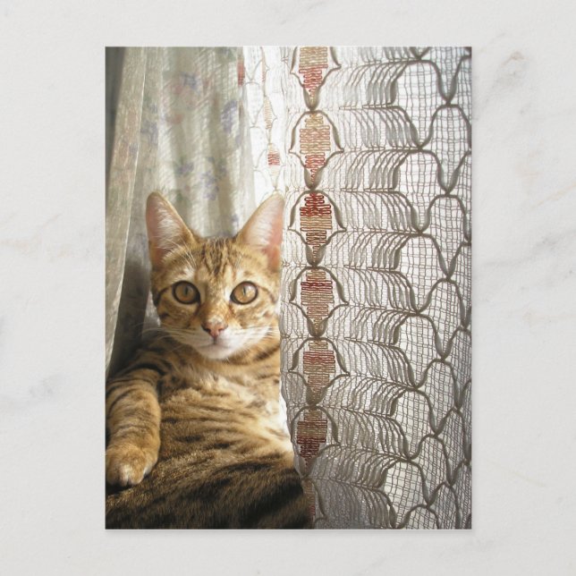 Cartão postal de Gato Bengala (Frente)