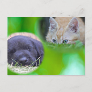 Cartão postal de gato e cachorro