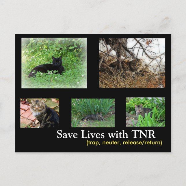Cartão Postal de Gato Feral TNR (Frente)
