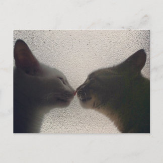 Cartão Postal de Gato Fofo