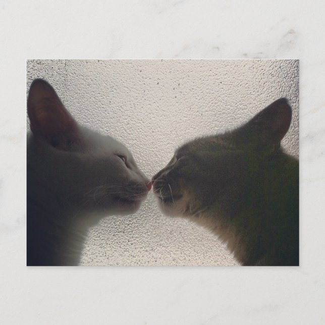 Cartão Postal de Gato Fofo (Frente)