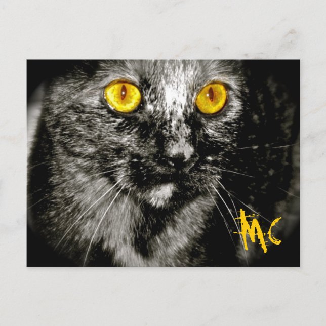 Cartão postal de gato macaco (Frente)