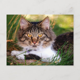 cartão postal de gato natural