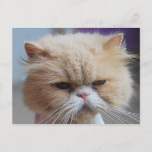 Cartão postal de Gato Persa Puro