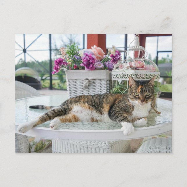 Cartão postal de gato primavera (Frente)