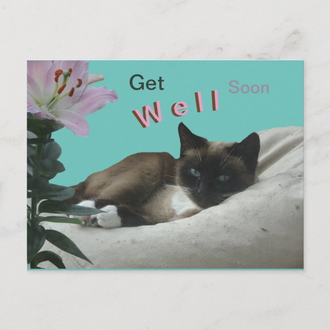 Cartão postal de gato siamês de perto para melhora (Frente)
