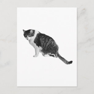 Cartão Postal de Gato Sombreado Compartilha Calma
