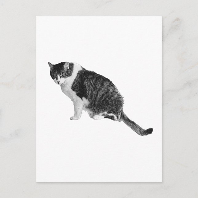 Cartão Postal de Gato Sombreado Compartilha Calma  (Frente)