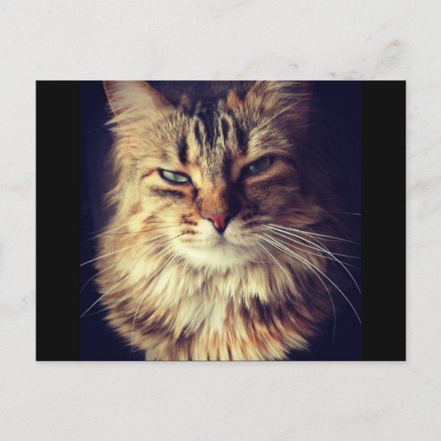 Cartão postal de gato superior para Posto (Frente)