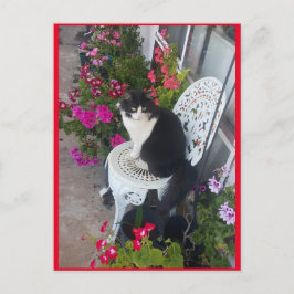 Cartão postal de gato Tuxedo fofo com flores bonit