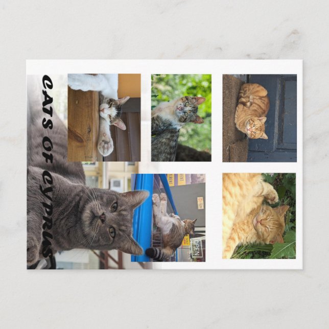 Cartão postal de gatos de Chipre (Frente)