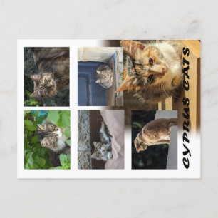 Cartão postal de gatos de Chipre