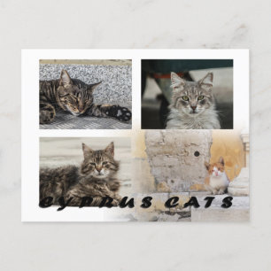Cartão postal de gatos de Chipre