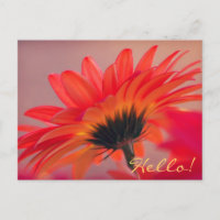 Cartão postal de Gerber Daisy