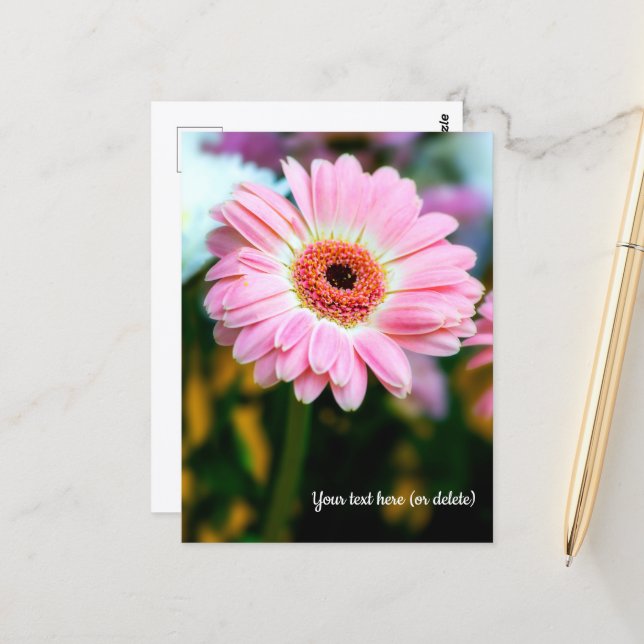 Cartão Postal de Gerbera Rosa (Frente/Verso In Situ)