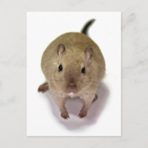 Cartão postal de Gerbil