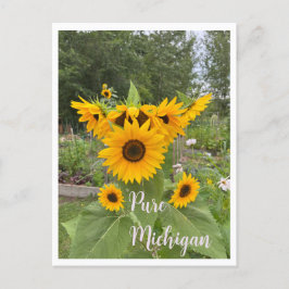 Cartão postal de girassol de verão de Michigan
