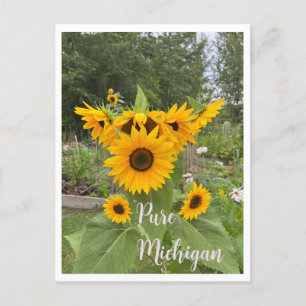 Cartão postal de girassol de verão de Michigan