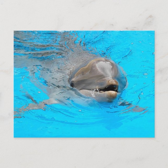 Cartão Postal de Golfinho (Frente)