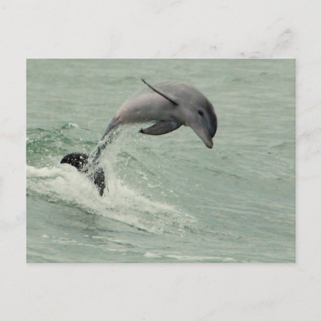 Cartão postal de golfinho personalizável (Frente)