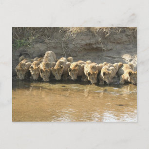 Cartão Postal de Grandes Felinos
