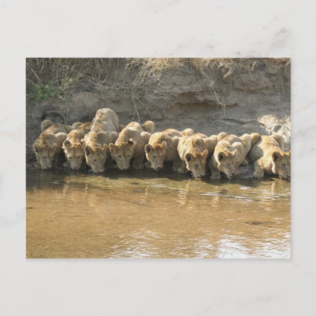 Cartão Postal de Grandes Felinos (Frente)