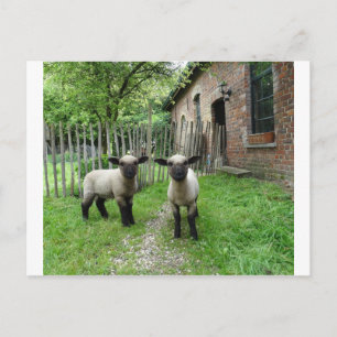 Cartão postal de Hampshire Down