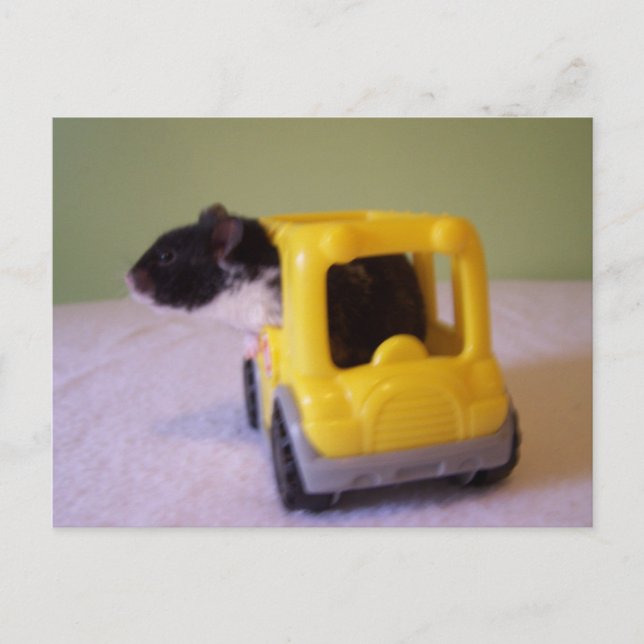 Cartão postal de Hamster (Frente)