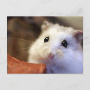 Cartão postal de Hamster