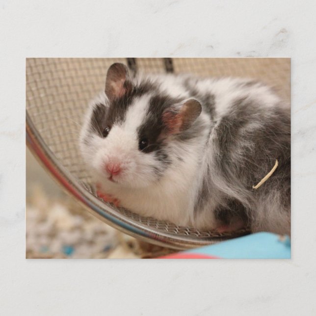 Cartão postal de Hamster (Frente)