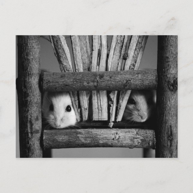 Cartão postal de Hamster (Frente)