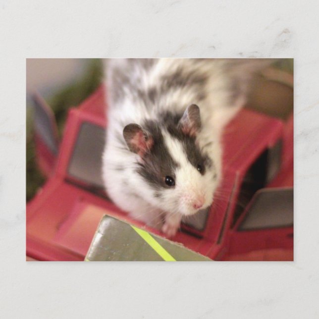 Cartão postal de Hamster (Frente)