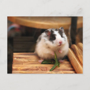 Cartão postal de Hamster