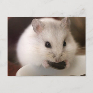 Cartão postal de Hamster
