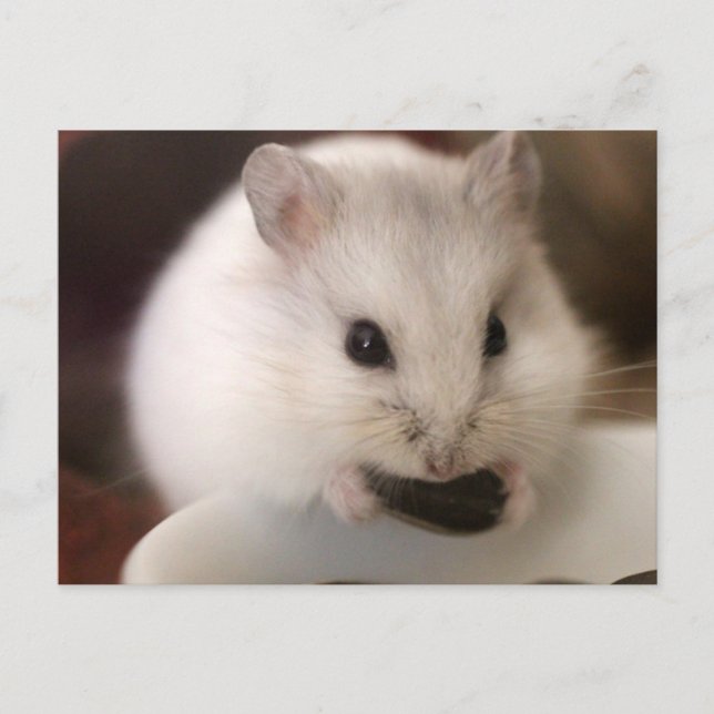 Cartão postal de Hamster (Frente)